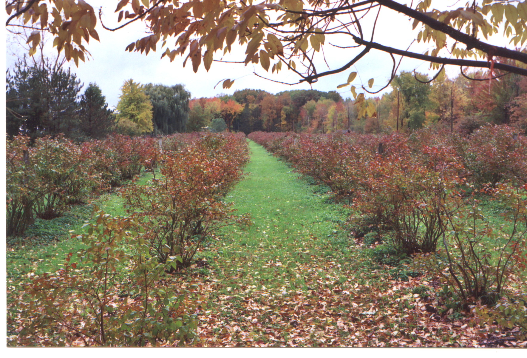 Fall