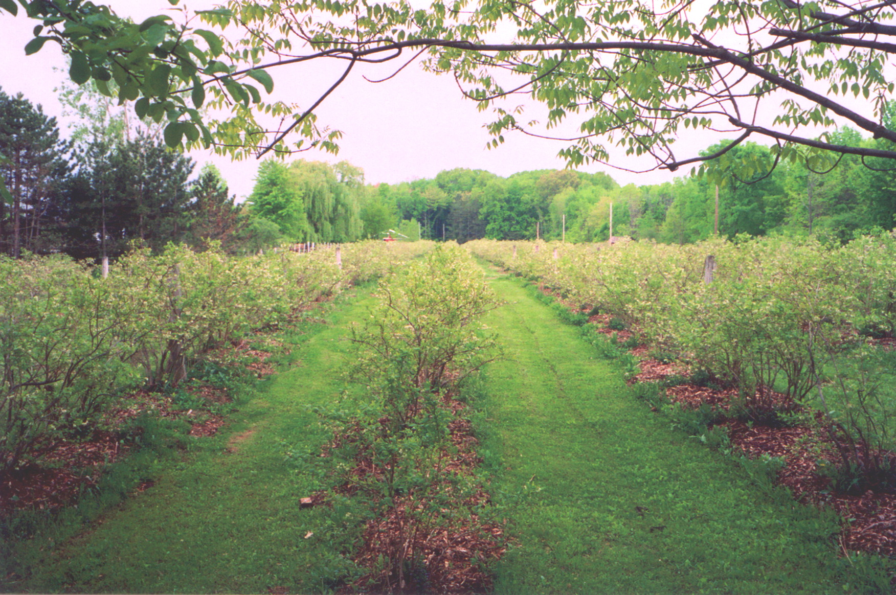 Spring